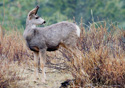 Odocoileus hemionus